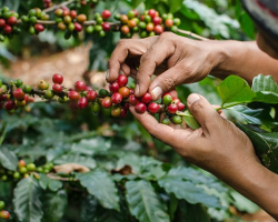 Coffee Culture, dalla pianta alla tazzina, dentro il mondo del caffè