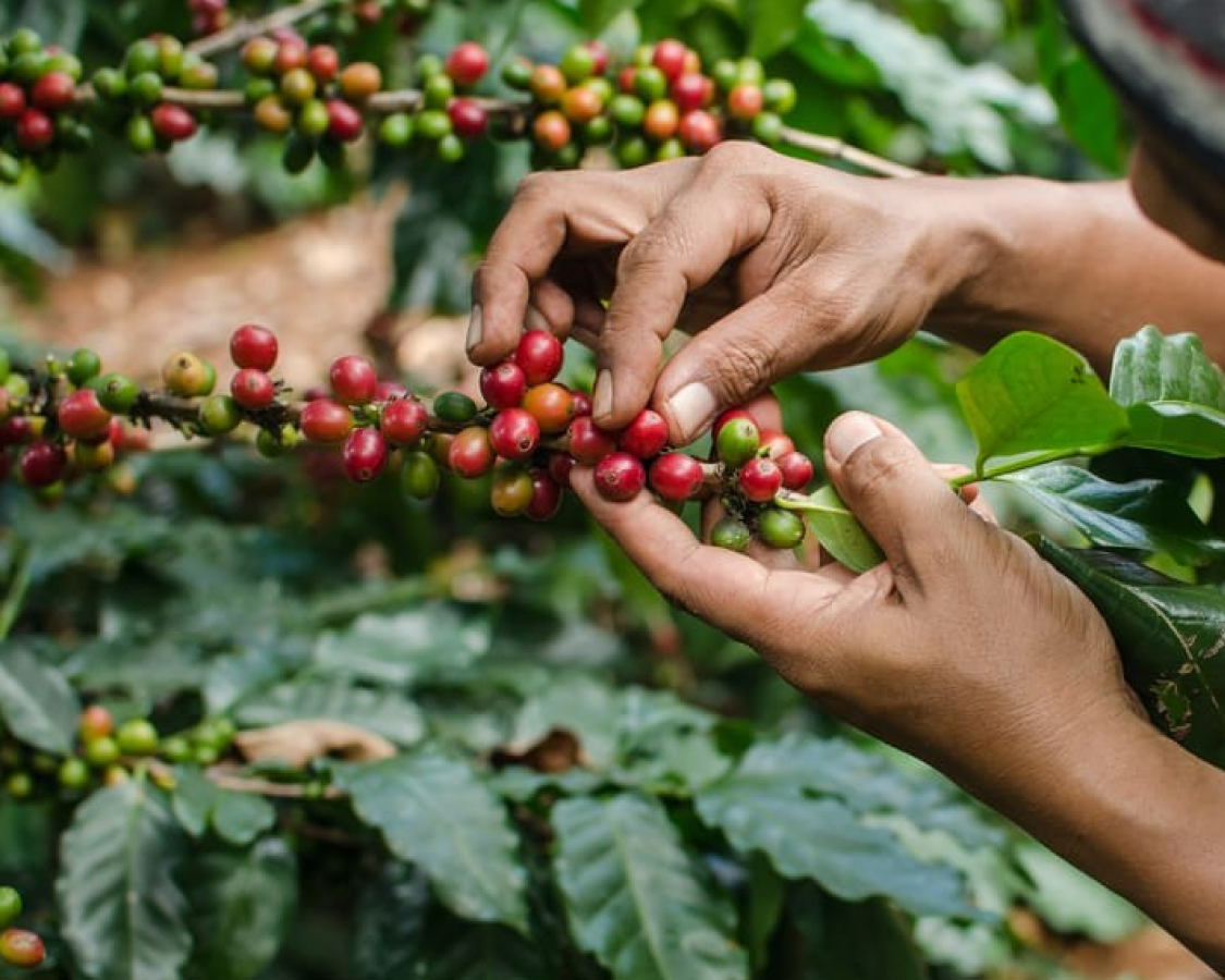 Coffee Culture, dalla pianta alla tazzina, dentro il mondo del caffè