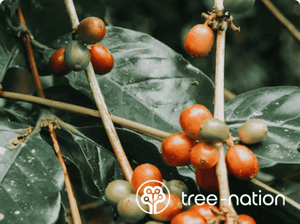 Pianta un Albero con tree-nation